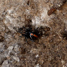 Black widow (male)