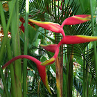 Heliconia German: Helikonie