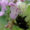 Crab Spider eating a Bumblebee