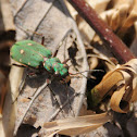 Green tiger beetle