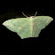 Green-spotted Angled Emerald