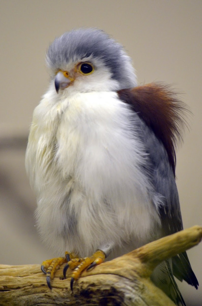 Image result for Pygmy falcon