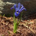 Blue Dwarf Iris