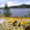 Lichen