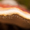 Red Banded Polypore