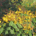 Yellow Flame Tree