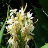 Zingiberaceae