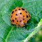 28 Spotted Potato Ladybird