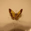 Geometrid moth