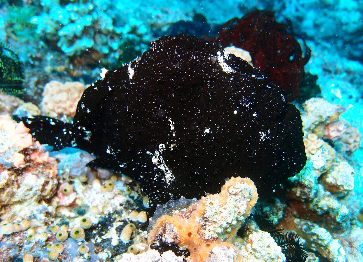 Commerson´s frog fish (black)