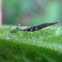 Brown lacewing larva.
