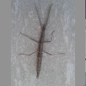 Stick Insect