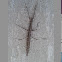 Stick Insect