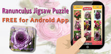 Ranunculus Jigsaw Puzzles APK