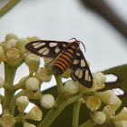 Day-flying Moth