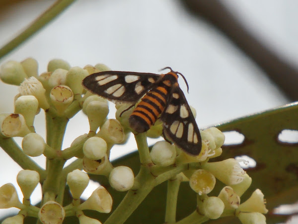 Day-flying Moth | Project Noah