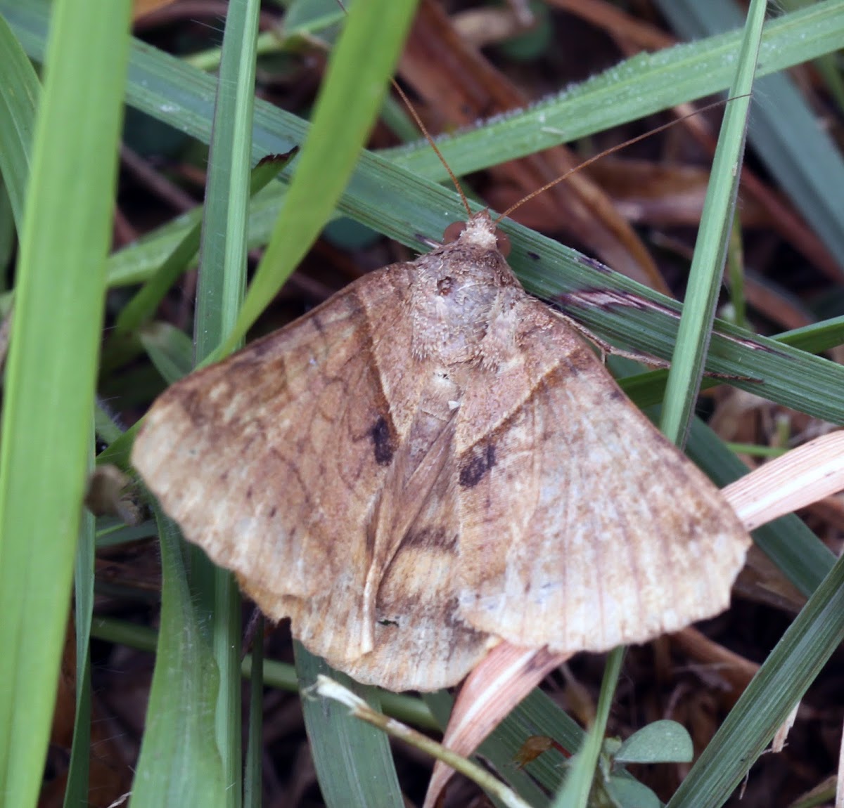 Erebid Moth