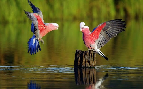 Parrot Wallpaper Screenshots 5
