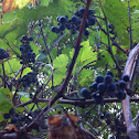 Wild grape