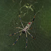Golden orb-web spider female