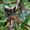 Arrow head spider eating a dragonfly