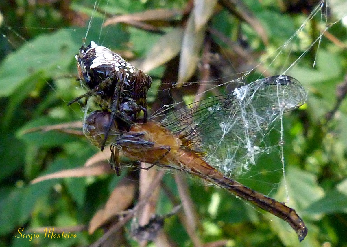 Arrow head spider eating a dragonfly