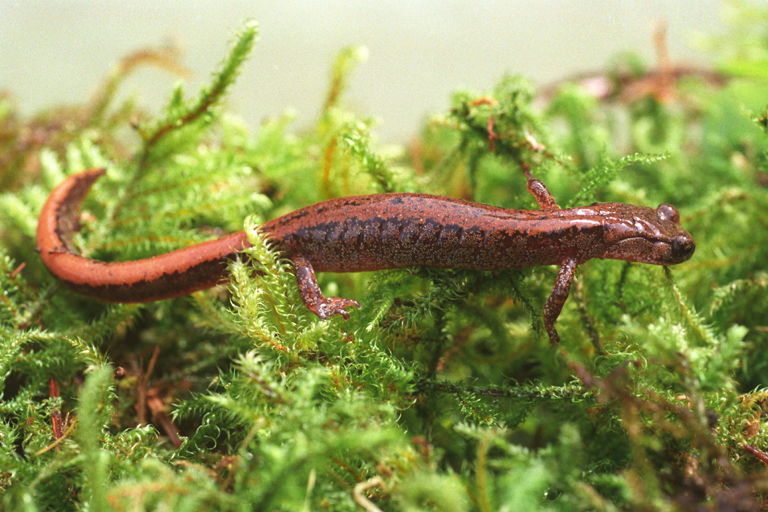 Larch Mountain salamander