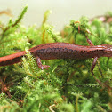 Larch Mountain salamander