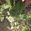 Wild Blackberry (Bloosom and fruit)