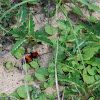 Red Velvet Ant (Female)