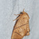 Yellow-collared Slug Moth