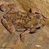 Black-spectacled Toad
