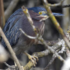 Green Heron