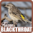 Unduh Kicau Blackthroat APK untuk Windows