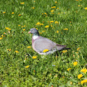 Common Wood Pigeon - holub hřivnáč
