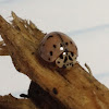 Ashy Gray Ladybird Beetle