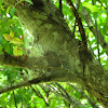 Eastern Tent Caterpillar Nest