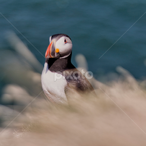 Atlantic Puffin by Jozef Svintek - Animals Birds