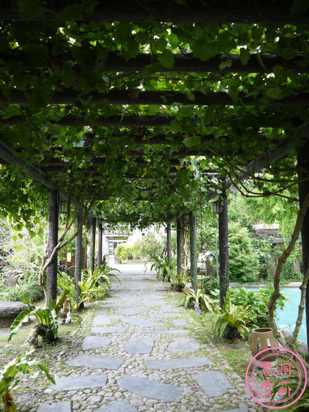 員山「鄧伯花廊咖啡館」．美麗大鄧伯花⊙15Sep13⊙