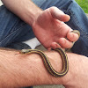 Red-sided garter snake