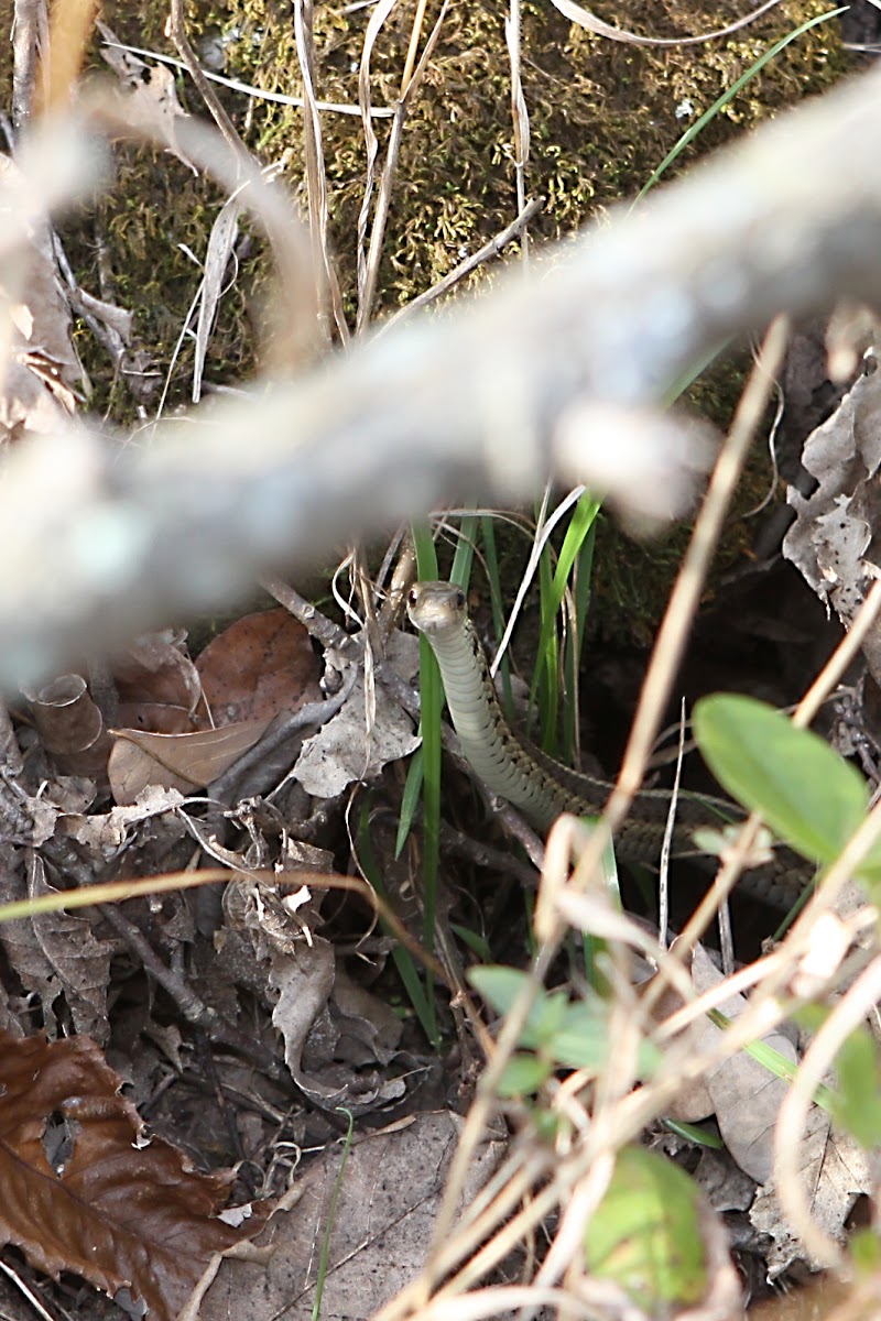 Garter Snake