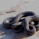 Western Terrestrial Garter