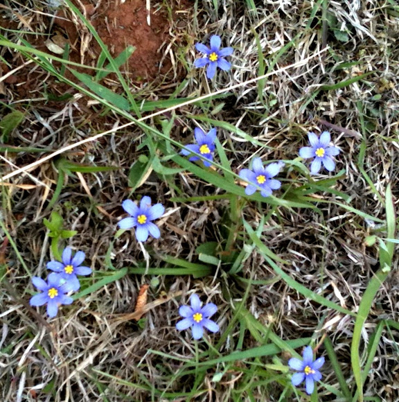 Blueeyed Grass Project Noah