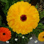 Marigold, Pot Marigold