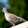 Crested Pigeon