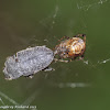 Common house spiders with prey