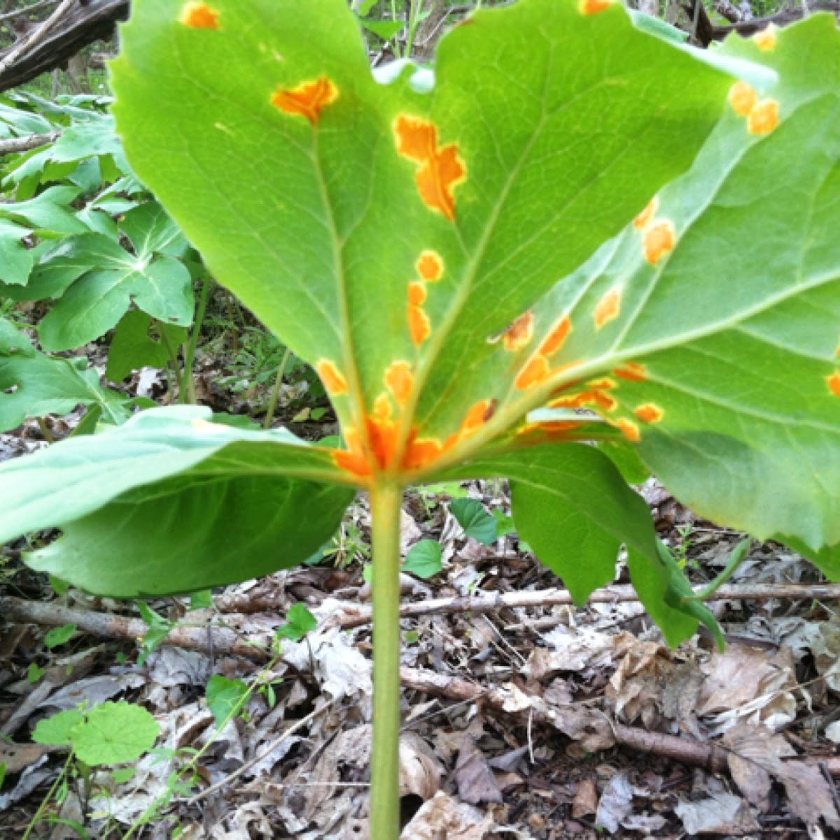 May Apple Rust