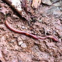 worms