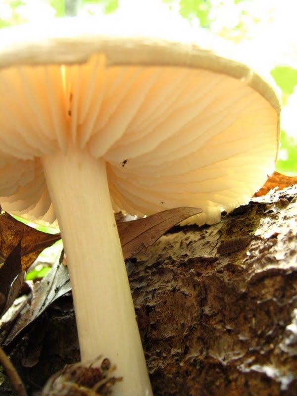 Mystery Mushroom #2 (2 of 2)
