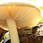 Mystery Mushroom #2 (2 of 2)